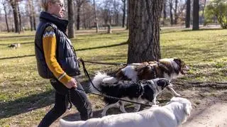 Linka treningowa dla psa – jak wybrać odpowiednią?