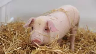 Zosia - niezwykła świnka, która uciekła z transportu. Czy jesteś gotowy na taką historię?