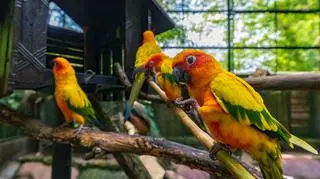 Woliera dla papug – jak ją samodzielnie zrobić i urządzić?