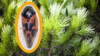 Nowy owad w Polsce, który atakuje drzewa. Wydano ostrzeżenie