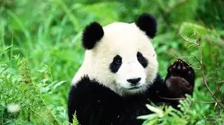 Nie żyje Tan Tan, najstarsza panda wielka w Japonii. Miała 28 lat