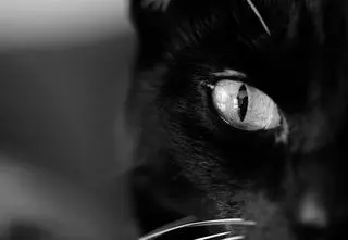 Październik miesiącem dobroci dla zwierząt. Jak można im pomagać?