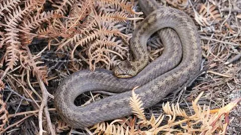 Miedzianka bywa mylona z jedynym w Polsce jadowitym wężem - żmiją zygzakowatą