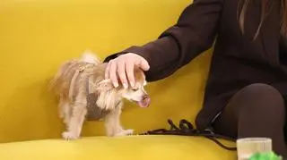 Chihuaua i tajemnice rasy