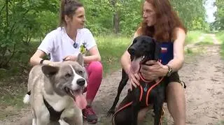 Canicross, czyli trenuj razem z psem. Na czym polega ten sport?