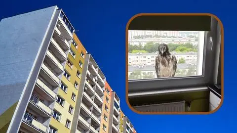 Poznań. Orłosęp na parapecie jednego z bloków. Nagranie hitem sieci