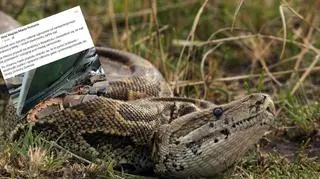 Egzotyczny wąż na poznańskim placu zabaw. "Okazało się, że to pyton królewski"