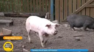Słynna świnka Feluś do niedawna jeździła na wózku. Dzisiaj chodzi o własnych racicach