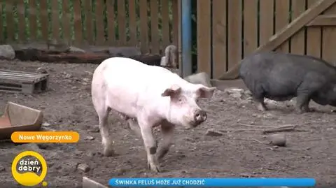 Świnka Feluś