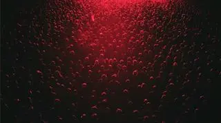 Ewakuacja podczas finału Męskiego Grania. "Wasze bezpieczeństwo jest dla nas najważniejsze"