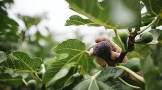 owoc figowca pospolitego wśród liści