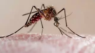 Ostrzeżenie dla Europy. Badacze ostrzegają przed groźną chorobą przenoszoną przez komary