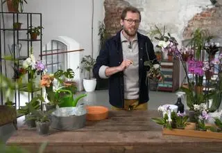 Co zrobić, gdy storczyki więdną i mają suche pędy? "Sprawdźmy stan korzeni"