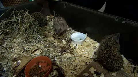 Jak pomagać jeżom? 