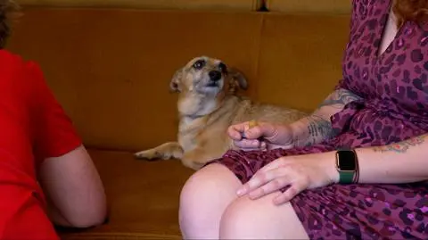 Co zrobić z psem zazdrosnym o nowego członka rodziny? "Boję się, że skrzywdzi moje dziecko"