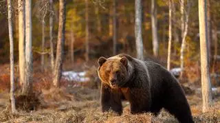 Niedźwiedź włamał się do domu. Jaki był tego finał?   