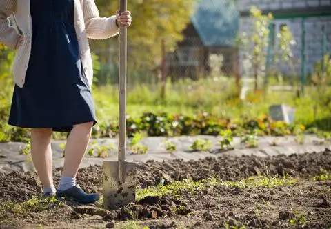 Jesienne przesadzanie malin. Co jeszcze możemy przesadzić w ogródku?
