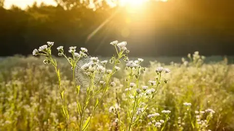 Sprawdź prognozę pogody na niedzielę 17 września. 