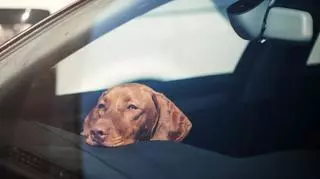 Pies zamknięty w samochodzie w upalny dzień