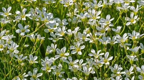Rogownica kutnerowata - jak uprawiać?