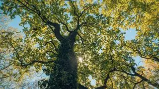 Polski buk został Europejskim Drzewem Roku. To "Serce ogrodu"