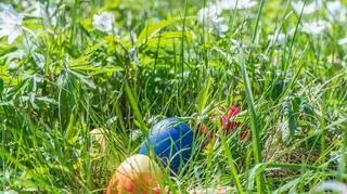 Malowane jajka w trawie