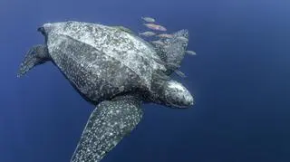 Żółw skórzasty w oceanie