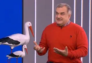 Bociany przyleciały do Polski. "Możemy im pomóc robiąc platformy pod gniazdo, mają problem mieszkaniowy"