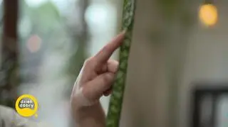 Fikus Karoliny traci liście. Co zrobić? - napisy