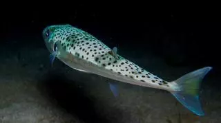 Niebezpieczna ryba u wybrzeży Chorwacji
