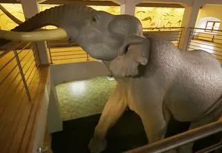 Prehistoryczne zwierzęta, które żyły na terenie Polski. Jak wyglądał słoń leśny i prażubr?