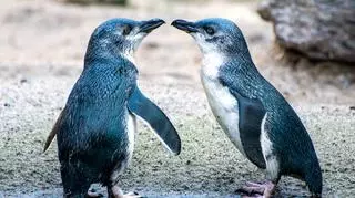 pingwiny małe