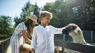 Dzieci bawią się z owcami