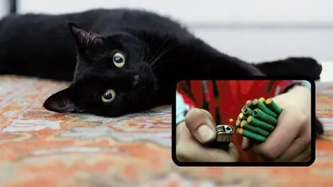 Nieznani sprawcy odpalili w pyszczku kota petardę. Trwa zbiórka na leczenie zwierzęcia