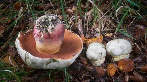 Krwistoborowik szatański. Jak wygląda podgrzybek trujący?