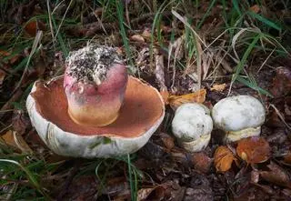 Krwistoborowik szatański. Jak wygląda podgrzybek trujący?