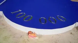 Hotel Paradise 7 - Ścieżka Lojalności 