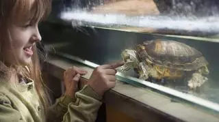 Akwarium dla żółwia lądowego i wodno-lądowego. Jakie powinno spełniać wymagania?