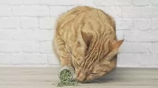 Kocimiętka dla kota – jak niepozorna roślina oddziałuje na nasze zwierzę?