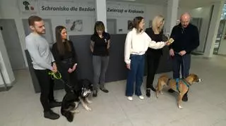Sukces schroniska w Krakowie. Ile psiaków znalazło nowy dom?
