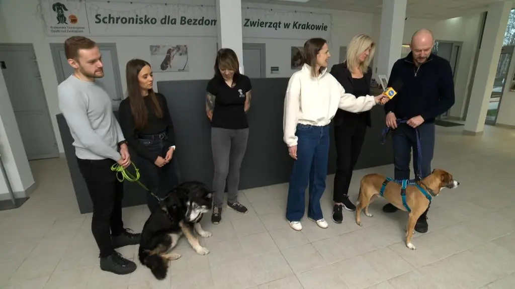 Schronisko dla Bezdomnych Zwierząt w Krakowie
