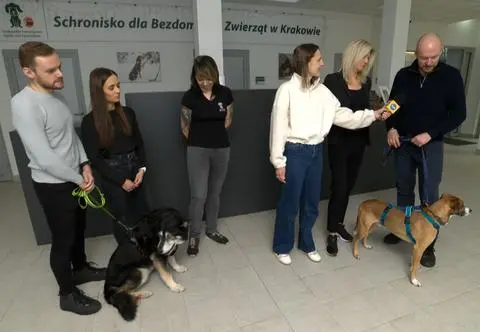 Sukces schroniska w Krakowie. Ile psiaków znalazło nowy dom?