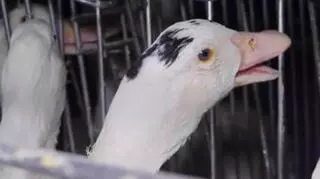 Czym jest foie gras? Ten francuski przysmak budzi kontrowersje. "Powstaje kosztem cierpienia"