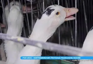 Czym jest foie gras? Ten francuski przysmak budzi kontrowersje. "Powstaje kosztem cierpienia"