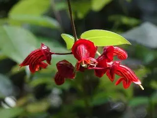 Eschynantus