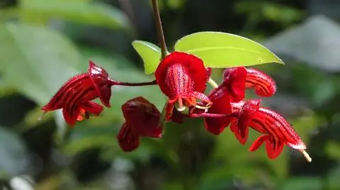 Eschynantus