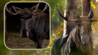 Nagrał swoje niezwykłe spotkanie z łosiem. Ten film jest hitem sieci. "Miałbym majtochy ufajdane"