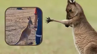 Mały kangurek złapał go za rękę i nie chciał jej puścić. "Myśleliśmy, że chce mu się pić"