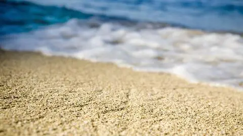 Na plaży znaleziono "inwazyjny gatunek obcy". Służby: "Nie jest tu mile widziany"