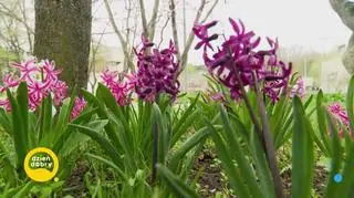 Bitwa na kolory (napisy)